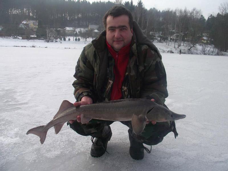 rudolf-treska-jeseter-100cm-mirosovice-u-prahy.jpg